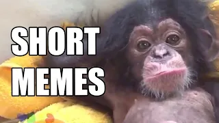 short memes and relaxing monke #Shorts V43