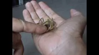 Фаланга кусает - Camel Spider bites!