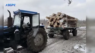Під виглядом дров для дитсадка: як у Сошично вивозять немаркований ліс