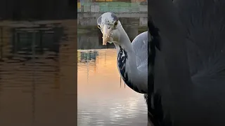 Hungry Heron With Sick Wing  Begging Food 😋 #herons #shorts #subscribe #animallover