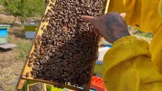 Si te marrim “Mjalt”duke shtuar dhe “Bletet”[How to get “Honey”by adding “Bees”] 🤔25. 05. 2022