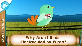 Why Aren't Birds Electrocuted on Wires?