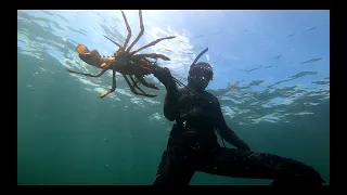 I GOT ATTACKED BY THIS GIANT CRAYFISH!! (Freediving The Chatham Islands of New zealand 2023)
