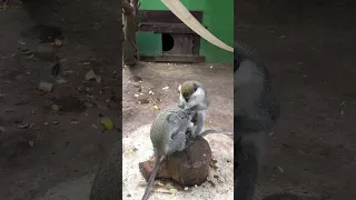 Funny monkeys 🐒 Odessa zoo 🙈 Обезьянки 🐵 Одесский зоопарк