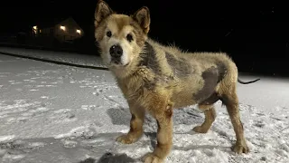 Old Husky Reacts To Snow For The First Time In Years!! Wait Til The End!!