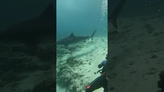 Дайвер отгоняет тигровую акулу