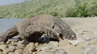 How lucky the Komodo dragon got a stingray on the beach