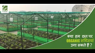 Organic Vegetable Farm on Rooftop | The Living Greens