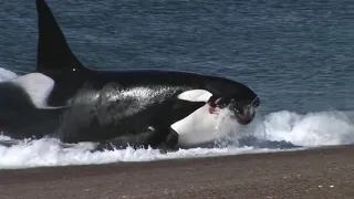 Killer whale attack seal on the beach