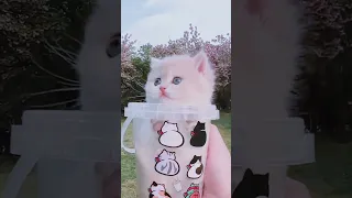 Cute Baby Cats 😍😍😍🌹🌹🌹 #cat #catvideos   #猫 #kitten #cats  #shorts #catlover #funny #funnyvideo