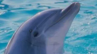 Dolphin Sound