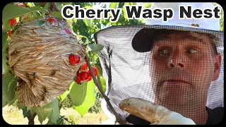 Cherry Picking Surprise - Yellowjacket Wasp Nest Changes Our Plans.