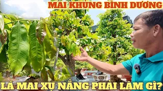 Ngắm dàn mai siêu đẹp lá bị xụ nắng cách xử lý & rong lá tìm kho phân thuốc vườn Út Thuyền BìnhDương