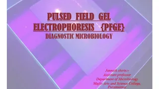 Pulsed Field Gel Electrophoresis/Diagnostic Microbiology/PFGE