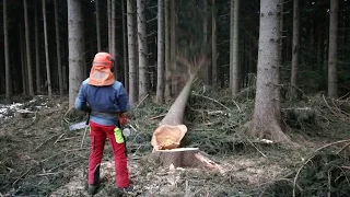 Cutting the damaged tree with a Husqvarna chain saw 560 xp