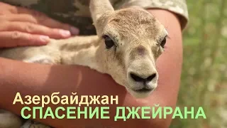 Спасение джейрана - Научно-популярный фильм | Film Studio Aves