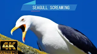 Seagulls screaming loudly, seagull sounds effect, seagulls calling