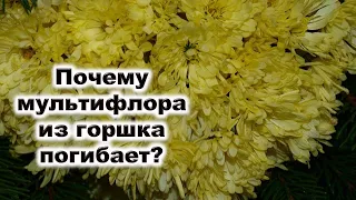 Почему хризантемы мультифлоры при посадке из горшка погибают в грунте? Можно ли их оживить и сохра..