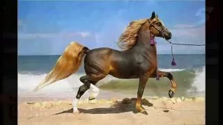 Самые Красивые Лошади Мира.  ТОП  Самых Красивых Лошадей Мира