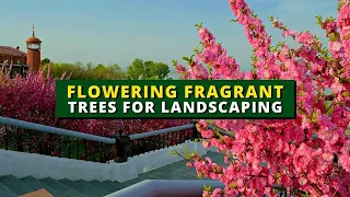 Top 6 Flowering Fragrant Trees for Your Landscaping 🌳🌸🏠