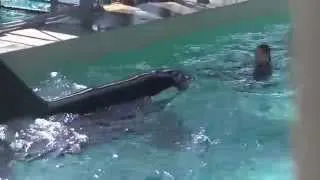 SeaWorld Trainers back in the water with the whales?!?! September 8, 2014 Part 4