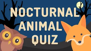 NOCTURNAL Animal Quiz | For Teachers and Kids | Teaching Resource | Timed Guessing Game