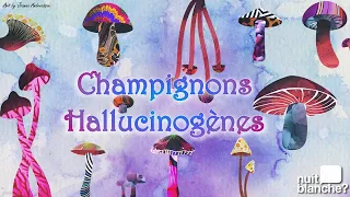 Champignons hallucinogènes