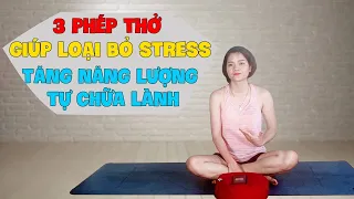 Bài 4: Giảm stress, tăng năng lượng tự chữa lành qua 3 phép thở bụng, lựa chọn mũi, kapalbhati