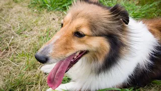 The Importance of Socialization for Shetland Sheepdogs