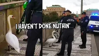 Ozzy Man Reviews: Criminal Swan