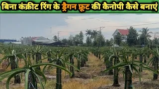 How to make dragon fruit plants canopy without ring system #dragon_fruit #pitaya