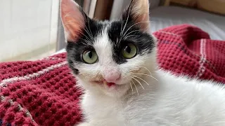 Stray Cat Smiles To Her Favorite Person After Being Saved From The Streets