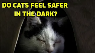 Do Cats Like To Sleep In Dark Places?