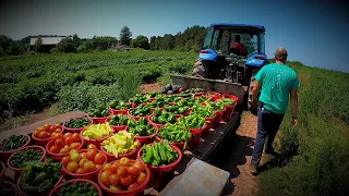 VEGETABLE FARMING IN 2021