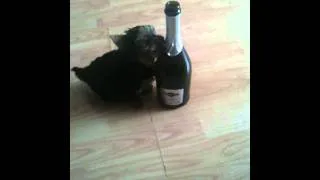 Собака любит шампанское ( Dog likes champagne)