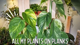 ALL of my PLANTS ON PLANKS | April update