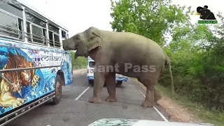 A severe elephant attack on a bus  People fall down in fear     16