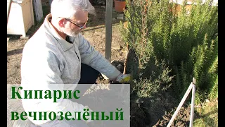 Кипарис вечнозелёный в #Запорожье.  Усложняю условия