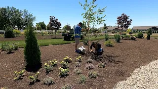 Planting Birch Trees & 3 Varieties of Groundcovers! 🌳🌿🌳 // Garden Answer