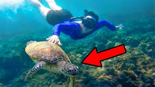 We Swam With Sea Turtles in Oman!