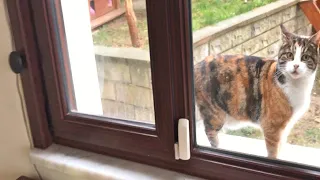 Our Cat Always Uses Her VIP Entrance Because She is a Princess !!