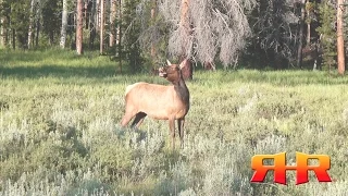 Cow Elk Bugling, "Estrous" Screams, and More!