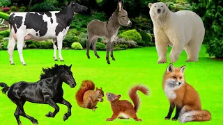 Learn about Adorable Animals : Cow, Donkey, Leopard, Parrot, otter, squirrel, horse - Animal Sounds.