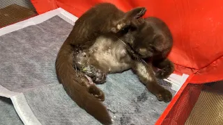 Cat Giving Birth: The chocolate-colored mother cat gave birth to 7 kittens - part 1.