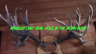 REAL HOLE in the HORN BUCK