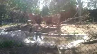 A Lion Eating A Hare at the San Diego Zoo