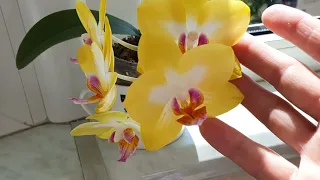 Майское цветение моих Орхидей 🌸💮🌸
