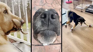 Funny and cute DOGS🐶Videos🔶 Сompilation  # 4🔶