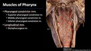 Larynx, Pharynx and CST - Muscles of Pharynx