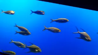 Ripleys Aquarium Gatinburg 7 25 2017